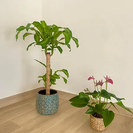 Alojamento de Acomodação e Pequeno-almoço Luna Nuova 4*