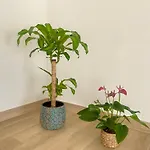 B&B Luna Nuova 4*